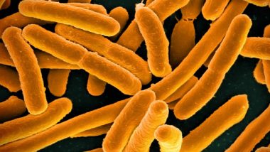 What Is E.coli Outbreak in UK? From Symptoms to Causes and Treatment, Know All About the Bacterial Infection That Can Cause 'Severe Bloody Diarrhoea'