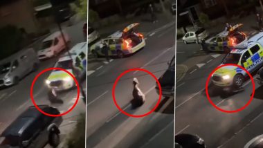 UK: Cops Ram Escaped Cow Causing Chaos on England Streets With Van, Surrey Police Respond After Disturbing Video Surfaces