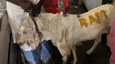 Navi Mumbai: Miscreants Write 'RAM' on Goat Meant for Sacrifice on Bakrid in Belapur, Police Register FIR After Video Surfaces