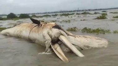 Whale Washed Ashore in Palghar: Fishermen Find 100-Foot-Long Dead Whale at Arnala Beach in Virar, Video Surfaces