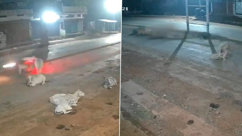 Madhya Pradesh: Biker Dies After Vehicle Rams Into Stray Cows in Sagar; Terrifying Videos Surface