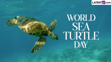 World Sea Turtle Day 2024 Date: History and Significance of the Global Awareness Day