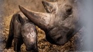 South Africa: Will Radioactive Chips Stop Wildlife Poaching?