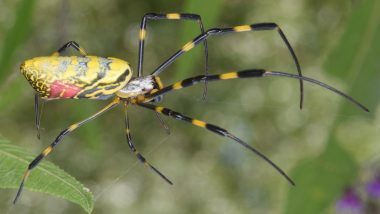 US: Florida Woman Arrested for Drowning Roommate's Jumping Spider in Ginger Ale; Faces Animal Cruelty Charges