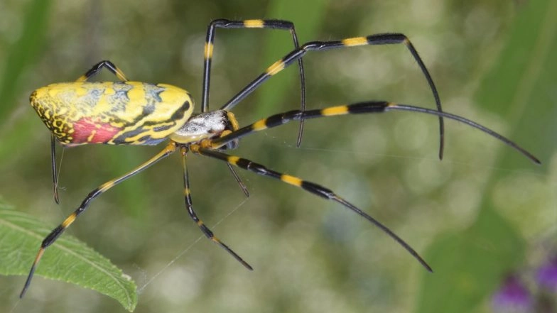 What Is Joro Spider? Can Joro Spiders Fly and Kill Humans? Here’s All You Need To Know About Asian Arachnid Spotted in US