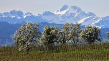 Trees: What They Do for Us and Why We Need Them