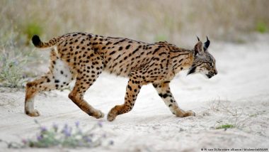 Endangered Iberian Lynx Population 'rebounding'