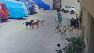 Dog Attack in Hyderabad: Woman Sustains Severe Injuries After Being Attacked by Pack of 15 Stray Dogs While on Morning Walk, Disturbing Video Surfaces