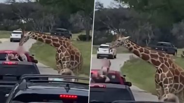 Giraffe Picks Up Toddler Trying to Feed it Fossil Rim Wildlife Centre in Texas, Terrifying Video Surfaces