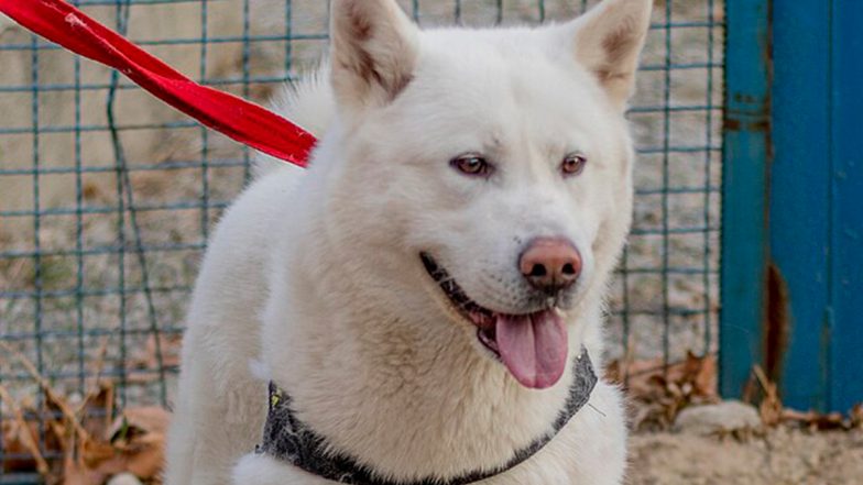 Kim Jong Un's Gift to Vladimir Putin: North Korea Leader Gifts Pair of Pungsan Dogs to Russian President