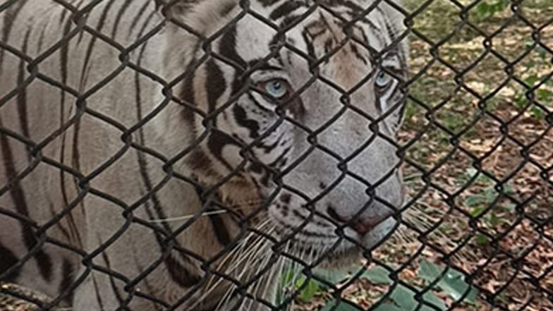 Chhattisgarh: Nandanvan Jungle Safari in Raipur All Set To Welcome Chimpanzee, Zebra, Assam’s Monkey and Other Animals