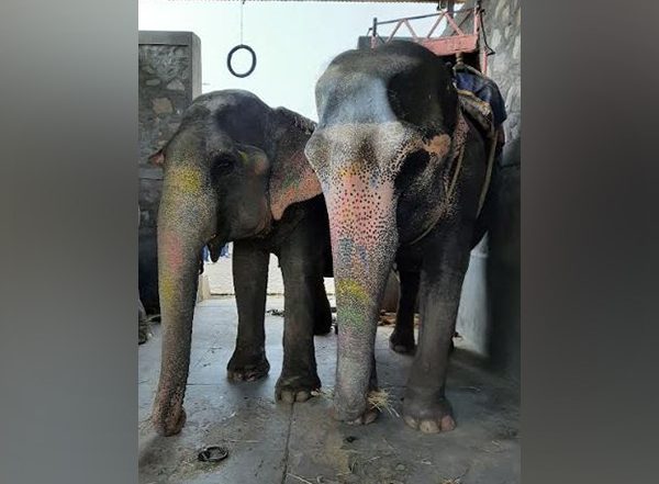 Business News | Treat Wildlife and Farm Animals Responsibly, Says World Animal Protection on World Environment Day, 2024