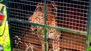 India News | Injured Leopard Caught by Forest Dept Released in Mudumalai Tiger Reserve Buffer Zone