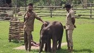 India News | Tamil Nadu: Jumbo Rejected by Mom Taken to 'elephant Feeding Camp'