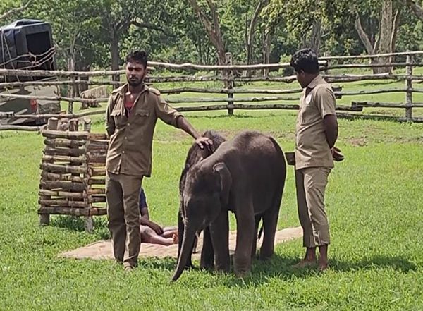 India News | Tamil Nadu: Jumbo Rejected by Mom Taken to 'elephant Feeding Camp'