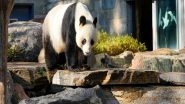 World News | China to Gift New Giant Pandas to Australia in Sign of Diplomatic Thaw