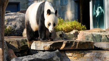World News | China to Gift New Giant Pandas to Australia in Sign of Diplomatic Thaw