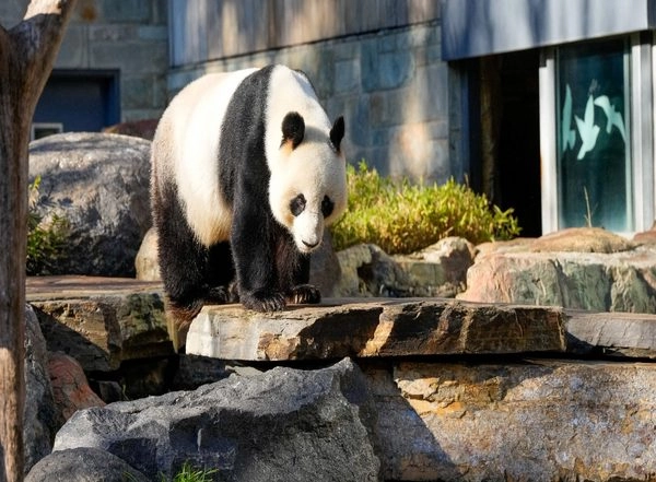 World News | China to Gift New Giant Pandas to Australia in Sign of Diplomatic Thaw