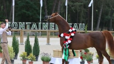 World News | Egypt to Host 6th Emirates Arabian Horse Global Cup Show
