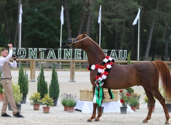 World News | Egypt to Host 6th Emirates Arabian Horse Global Cup Show