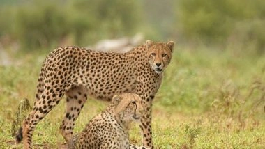 India News | Telangana: Cheetah Spotted in Village of Rangareddy District