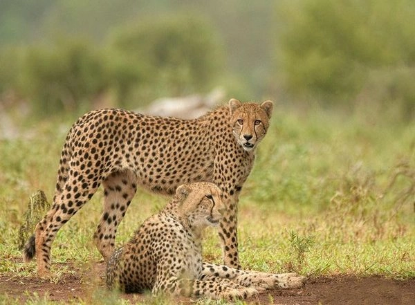 India News | Telangana: Cheetah Spotted in Village of Rangareddy District
