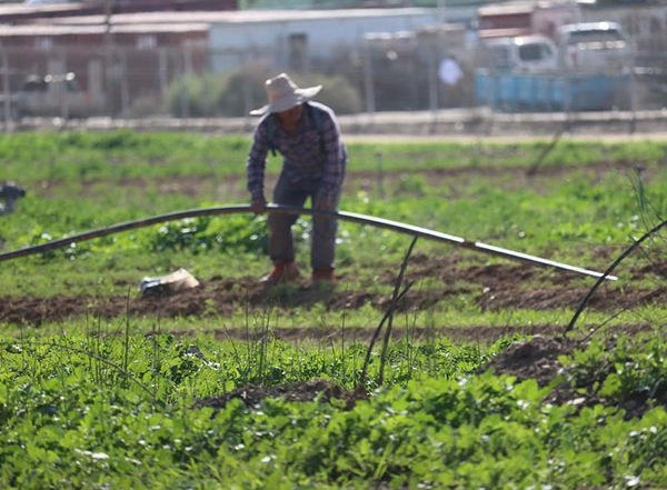World News | Thai Agricultural Workers to Return Israel After 8 Months