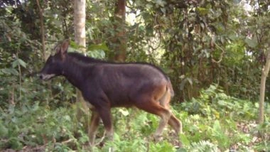 India News | Raimona National Park Records First Photograph of Mainland Serow, a Vulnerable Mammal Species