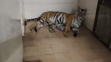 Madhya Pradesh: Tigress Durga Gives Birth to Three Cubs, Including One White, at Gandhi Zoological Park in Gwalior