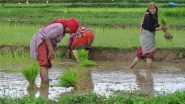 World News | Nepal Marks Ropain Diwas, Celebrating Rice and Rituals by Planting Paddy Saplings