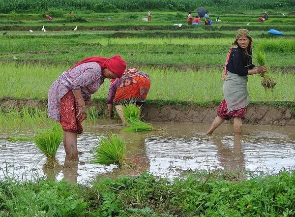 World News | Nepal Marks Ropain Diwas, Celebrating Rice and Rituals by Planting Paddy Saplings