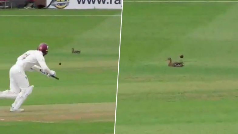 Cricket Ball Nearly Hits Duck Sitting Inside the Ground During County Championship in England, Video of ‘Ducking Duck’ Goes Viral