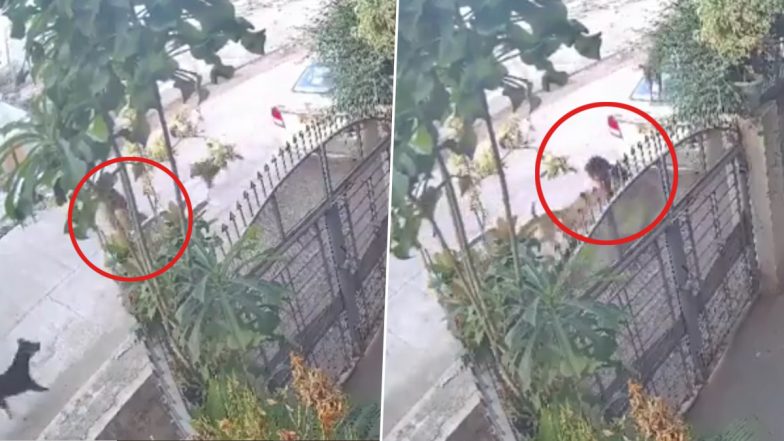 Dog Terror in Chhatrapati Sambhajinagar: Pack of Stray Dogs Chase and Try To Attack Young Girl Walking on the Streets, Video Goes Viral