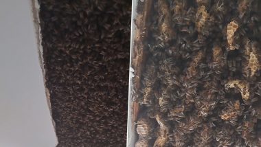 Huge Swarm of Bees Discovered Inside Ceiling of Inverness Home in Scotland, Viral Video Will Send Chills Down Your Spine