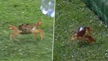 ‘Smallest Pitch Invader Ever’ Crab Crawls Onto the Field of Play During AFG vs BAN ICC T20 World Cup 2024 Super 8 Match, Video Goes Viral