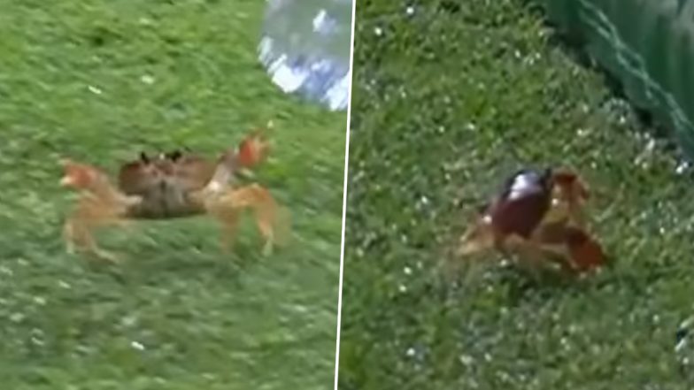 ‘Smallest Pitch Invader Ever’ Crab Crawls Onto the Field of Play During AFG vs BAN ICC T20 World Cup 2024 Super 8 Match, Video Goes Viral