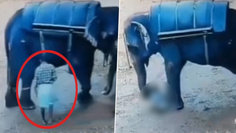 Kerala: Elephant Tramples Mahout to Death at Elephant Safari Centre 'Kerala Farm' in Kallar, Disturbing Video Surfaces