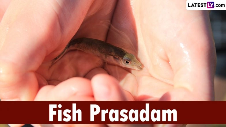 Fish Prasadam 2024: Distribution of Fish Medicine for Asthma Patients Begins in Telangana&rsquo;s Hyderabad