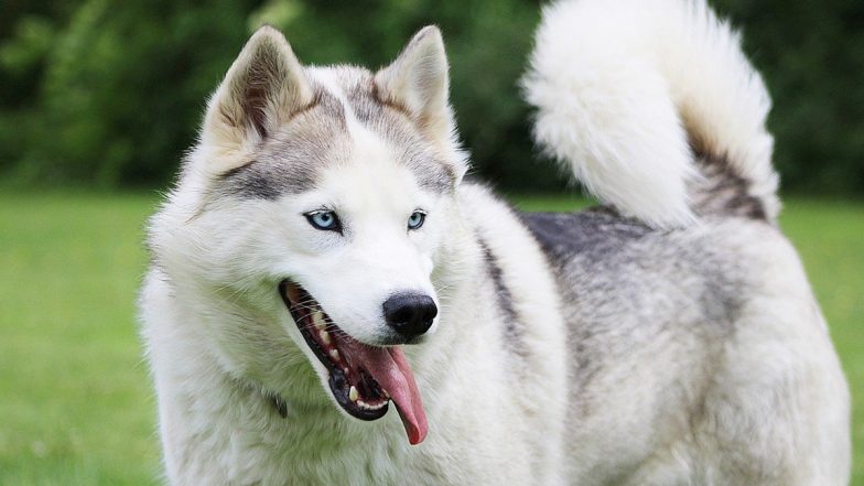 Dog Attack in US: Six-Week-Old Baby Mauled to Death by Family’s Pet Husky While Sleeping in His Crib