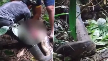 Python Swallows Woman in Indonesia: Husband Cuts Open Giant Snake With Distended Belly To Find Missing Wife’s Body Inside, Disturbing Video Surfaces