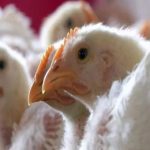 Moderna To Develop Pandemic Vaccine To Treat Bird Flu in People, US Government To Pay USD 176 Million