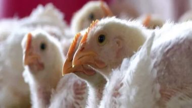 Moderna To Develop Pandemic Vaccine To Treat Bird Flu in People, US Government To Pay USD 176 Million