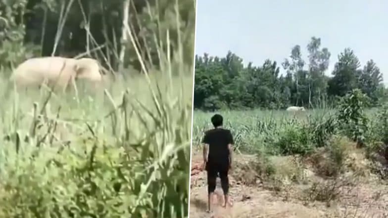 Elephant Attack: Youth Making Instagram Reel Trampled to Death by Wild Elephant in Uttar Pradesh's Bijnor, Video Surfaces