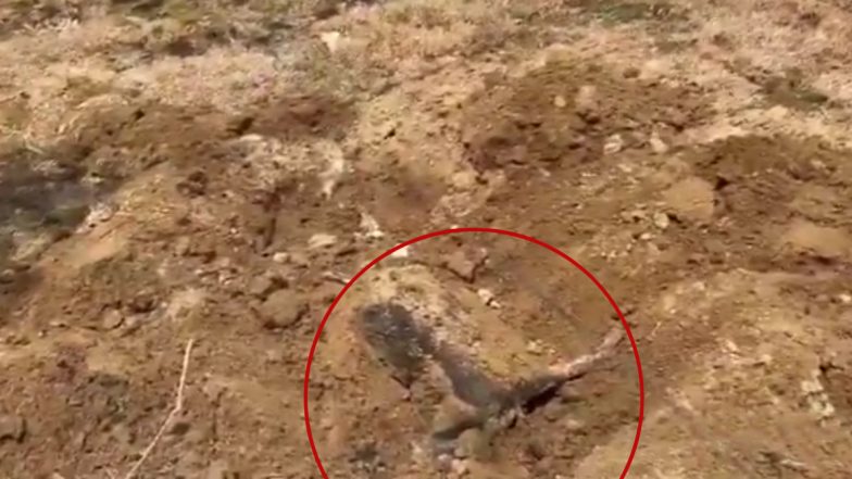 Uttar Pradesh: Five Pet Dogs Killed and Buried in Field in Bareilly, UP Police Launch Probe After Disturbing Videos of Carcasses Go Viral