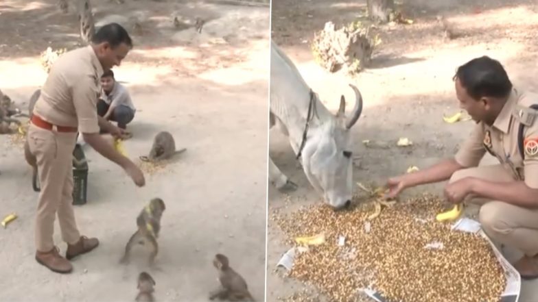 UP Police Offer Banana, Chickpeas to Monkeys and Cows Amid Heatwave, Video Surfaces