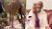 Pakistan: Six Arrested for Chopping off Camel's Leg in Sindh; Animal To Receive Prosthetic Leg From Dubai (Watch Video)