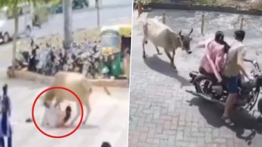 Stray Attack in Gujarat: Cow Attacks Woman on Bike in Modasa, Drags Her on Road; Viral Video Surfaces