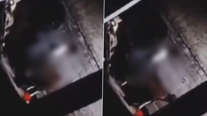 Cow Raped in UP: Man Caught Having Sex With Cow in Moradabad, Arrested by Police as Disturbing Bestiality Video Surfaces Online