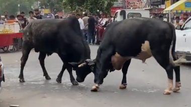 Bull Fight in Middle of Greater Noida Market Spells Chaos, Leaves Several Vehicles Damaged (Watch Video)