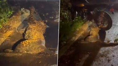 Leopard Injured, Biker Fractures His Leg After Collision on Ramanagara-Magadi Road in Karnataka, Video Surfaces